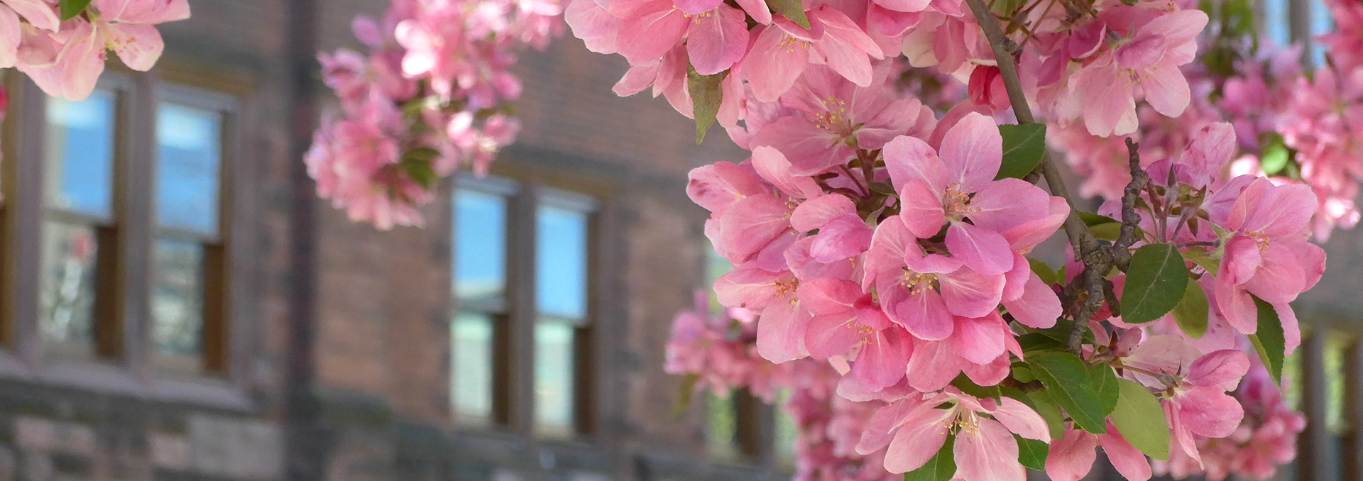 Crabapple blossoms by the Graham Library